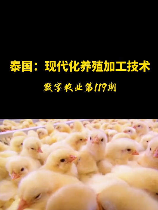 现代化养殖和加工肉鸡!这是一套高科技的生产养殖加工体系