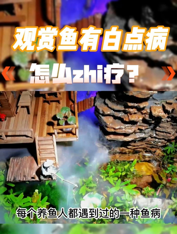 这是一个养鱼人都会碰到的问题!鱼有了白点病怎么办?要用药吗?