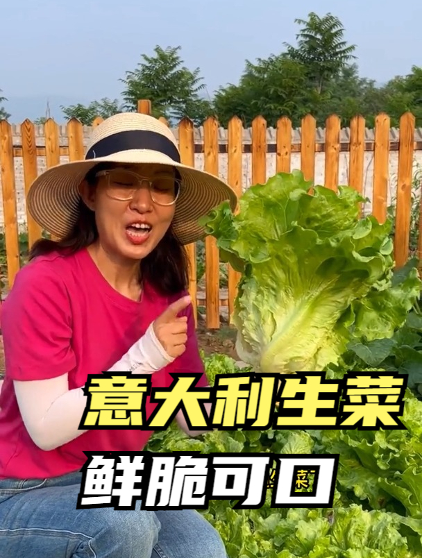 意大利生菜的种植技巧,除了注意撒种时间,还有2点关乎生菜产量