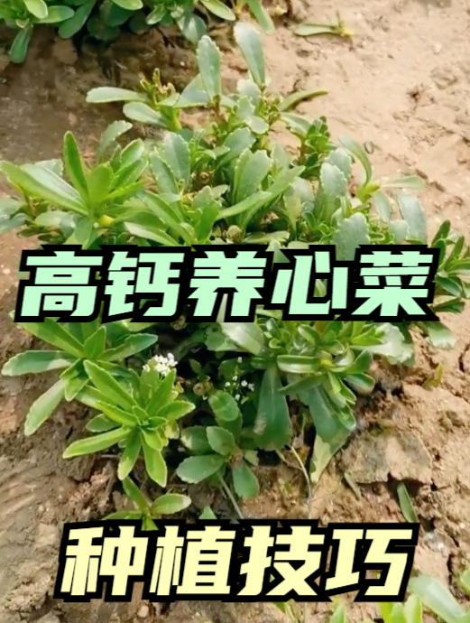 高钙菜怎么种植才能亩产万斤?老农告诉你,掌握这“2点”就行!