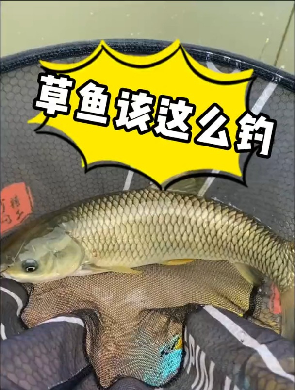 秋季想要在大水域钓草鱼,学会这3种方法就够了!