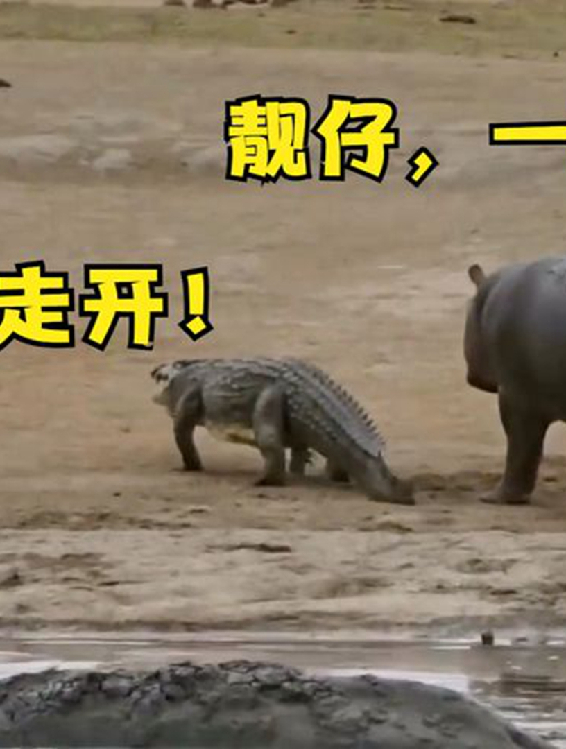 河马从三头鳄鱼口中夺食,鳄鱼是敢怒不敢言,居然河马也吃肉
