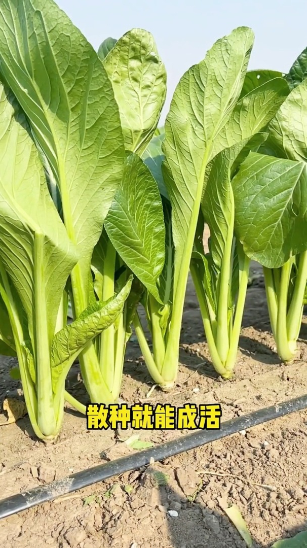 青梗小白菜种植后19天就采摘,一个月能种两次,不用打药不生虫