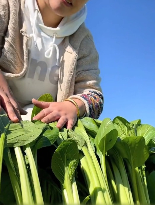 菜园常见的“青梗小白菜”,脆嫩清香,一年四季皆可种植!