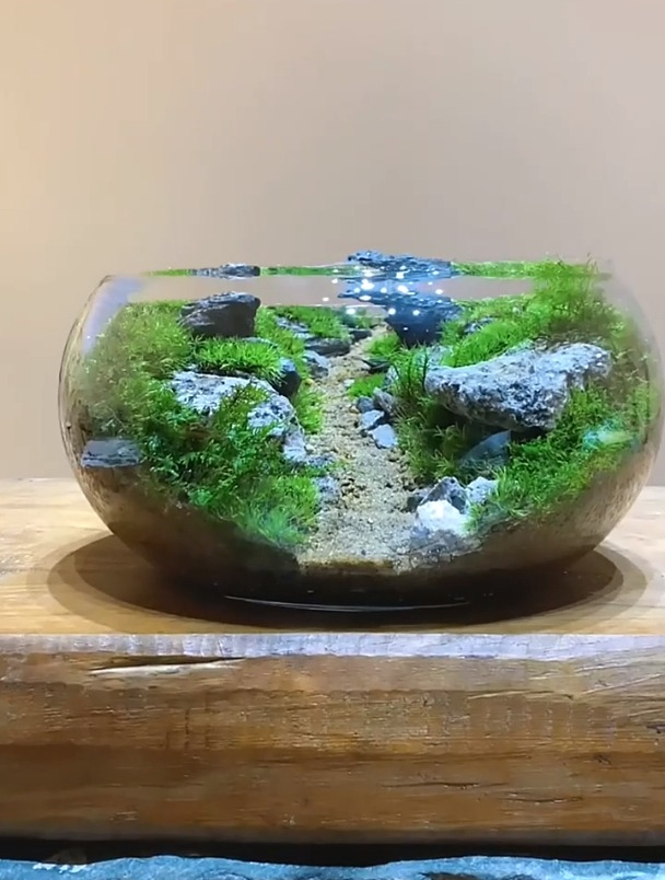 养不好鱼的鱼缸就改造成这样的 苔藓微景观吧