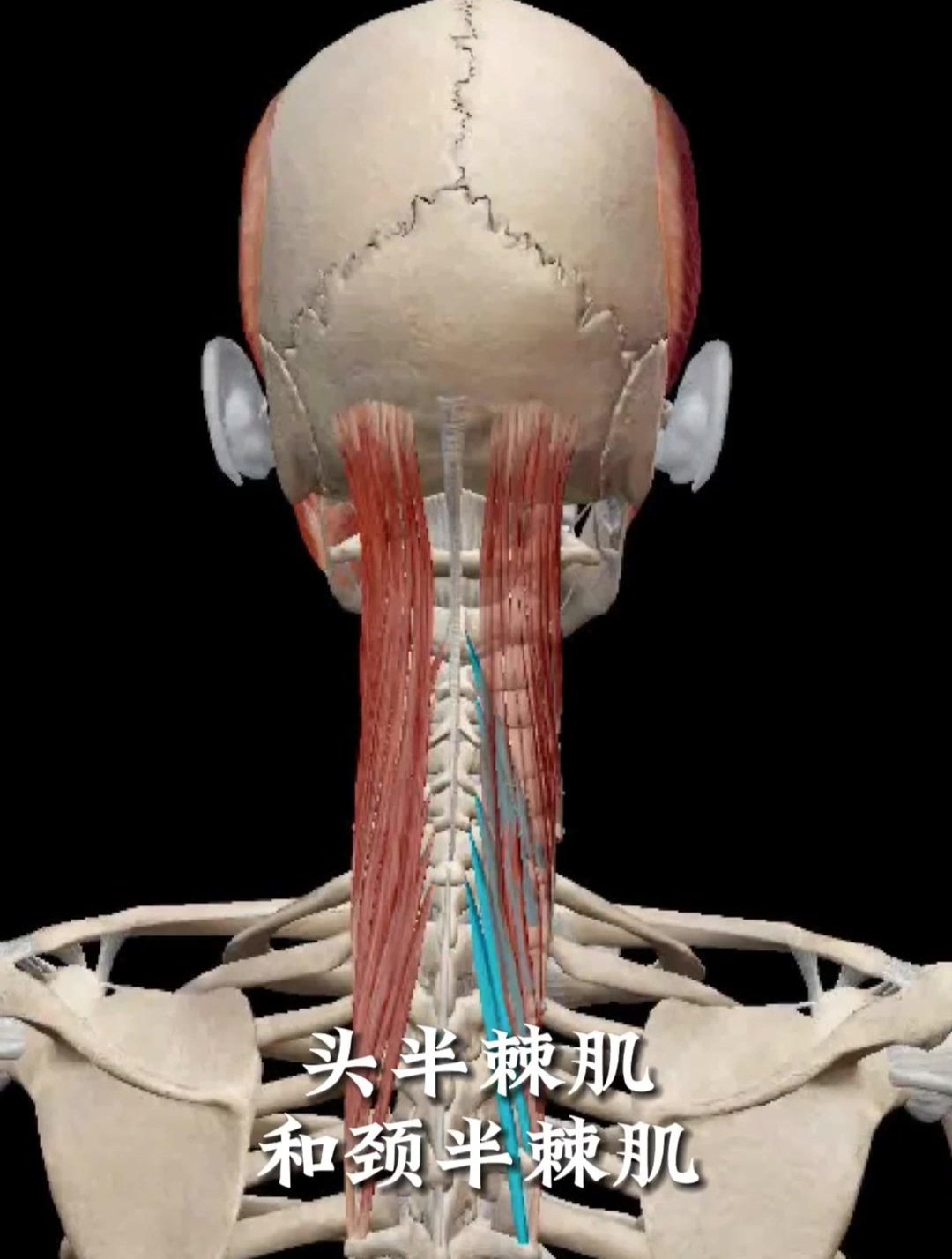 3d人体解剖学头半棘肌颈