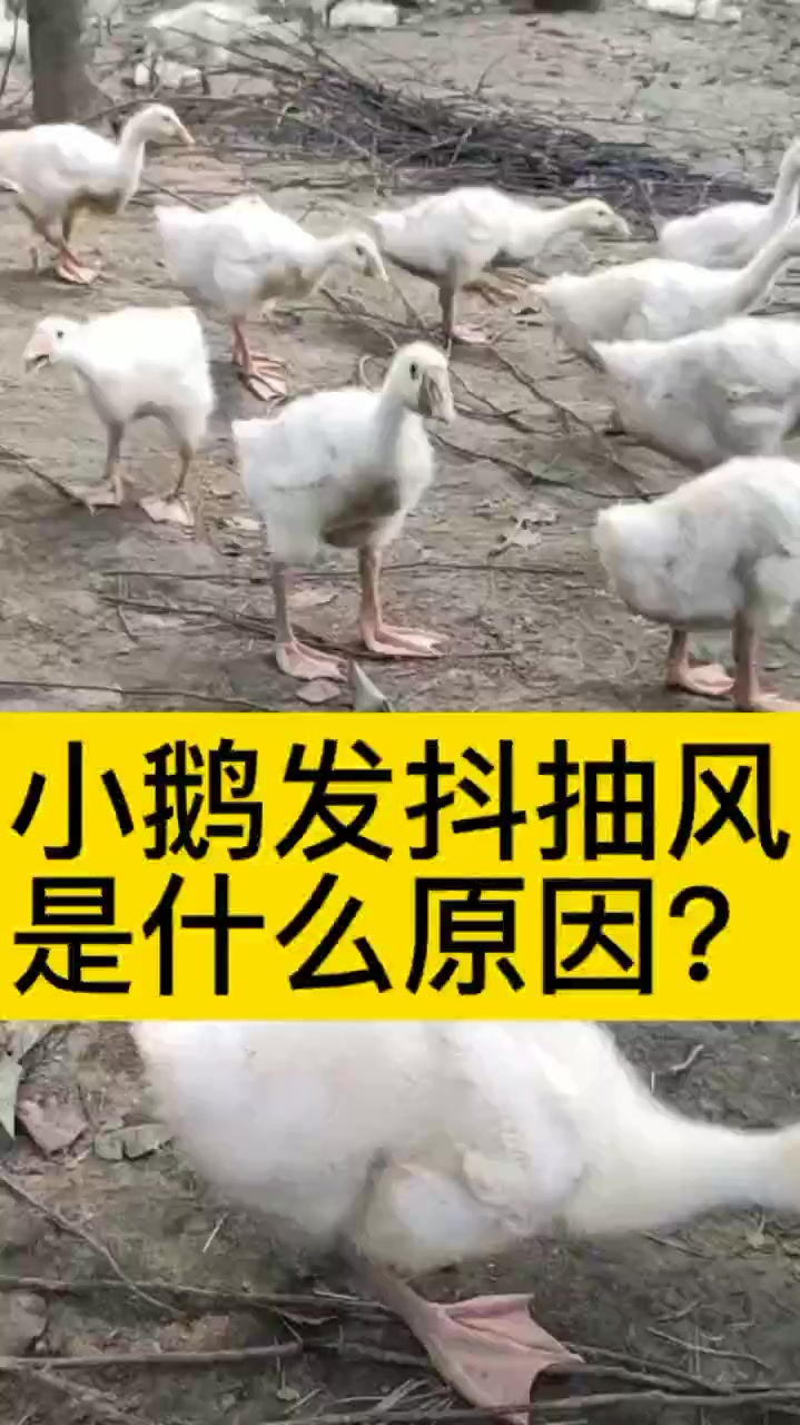 小鹅全身抽搐脖子后翻 小鹅抽搐怎么回事 小鹅抽风是怎么回事 鹅摇头抽搐是什么病