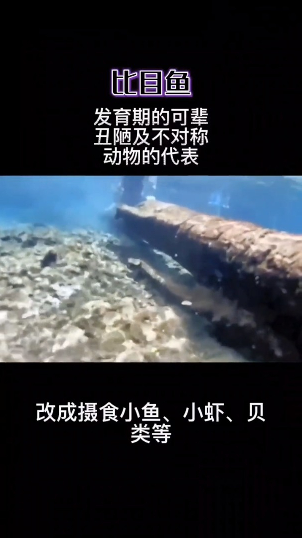 比目鱼长的不对称的生物你都知道吗