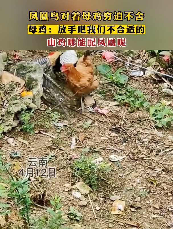 凤凰鸟对着母鸡穷追不舍,母鸡:山鸡哪能配凤凰呢