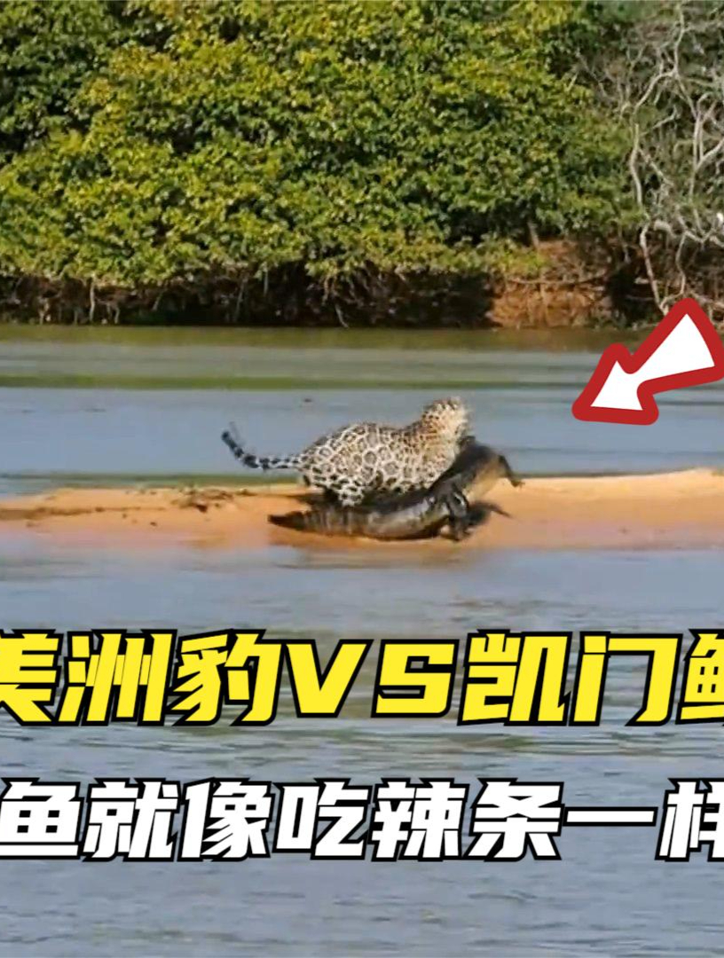 美洲豹VS凯门鳄,吃鳄鱼就像吃辣条一样简单5