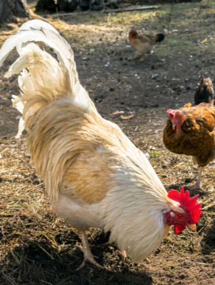 属鸡的朋友,恭喜你中了上上签