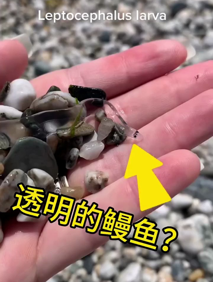 透明的鳗鱼?看起来像小而透明的叶子