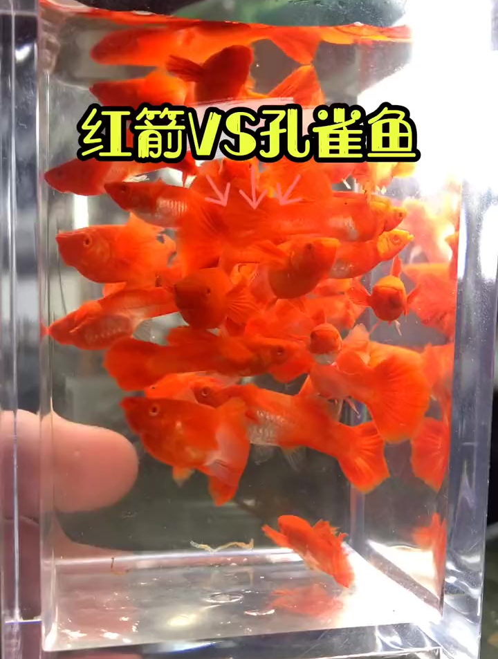 3.5月龄通背包头包鳃包肚双分水鸿运当头孔雀鱼