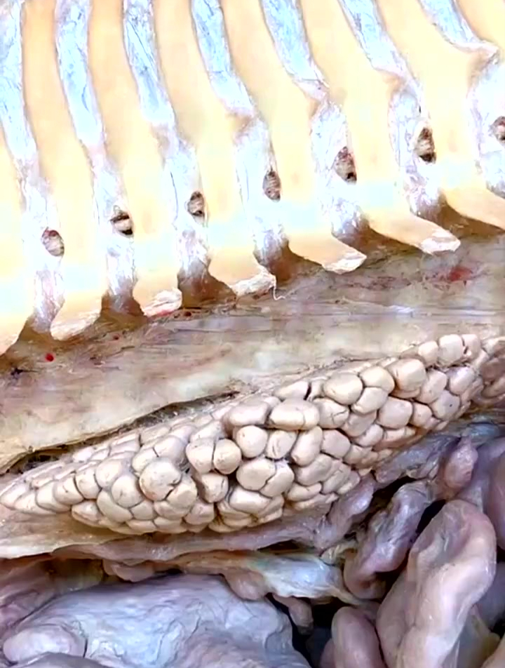 鲸有多个肾,为什么可以喝海水,而人为什么不能喝海水?