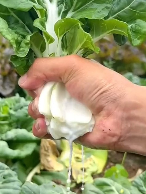 白菜品种千千万,“奶油白菜”占一半,比大白菜香,比水豆腐嫩!