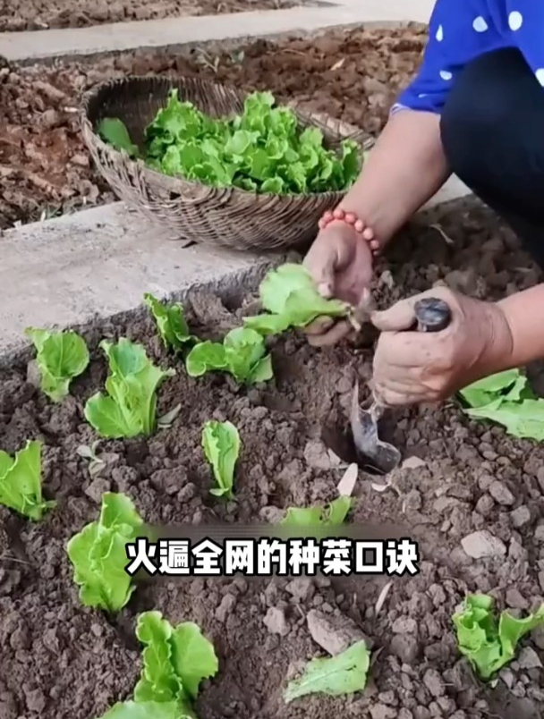农业种菜“口诀”,都是老祖宗留给我们的财富!