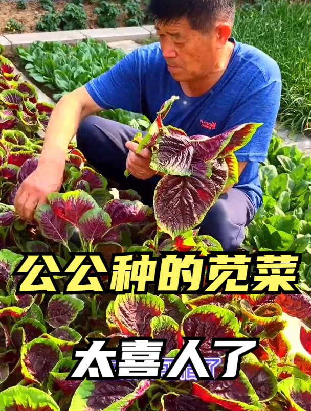 公公种红苋菜,生长期做两项措施,苋菜茎嫩叶大,还能提前采收!