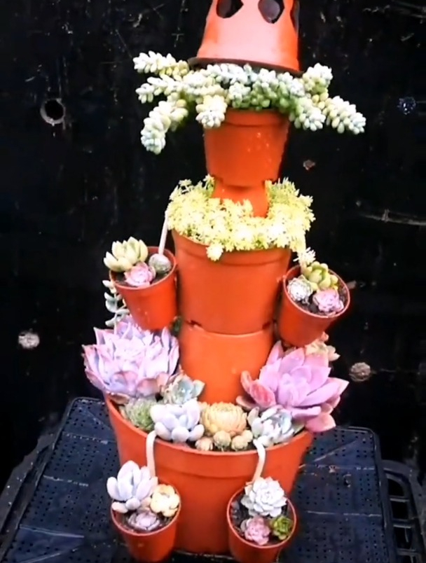 多肉植物来个创意造型,只有想不到,没有做不到