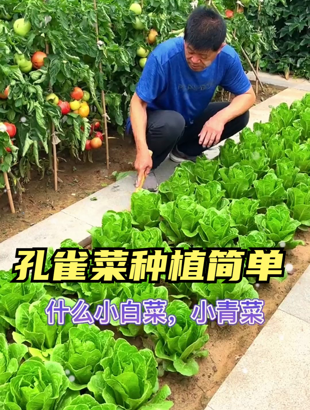 可以披着叶子吃的蔬菜,你见过吗?比油麦菜更香、比生菜更嫩