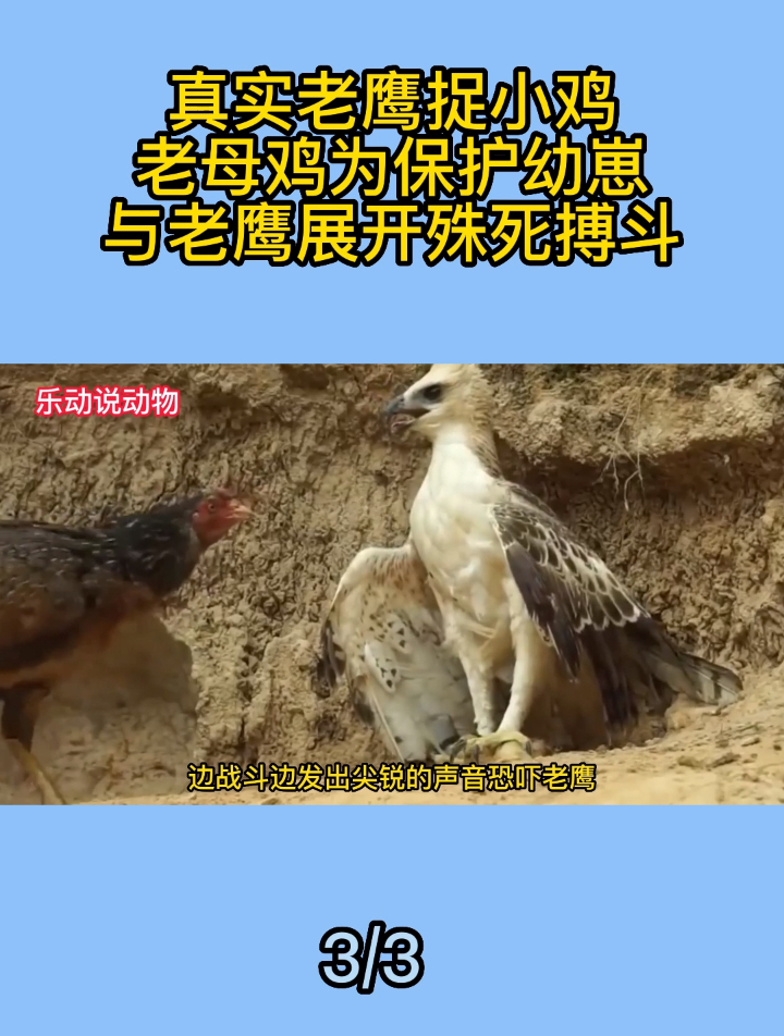真实老鹰捉小鸡,老母鸡为保护幼崽,与老鹰展开殊死搏斗3