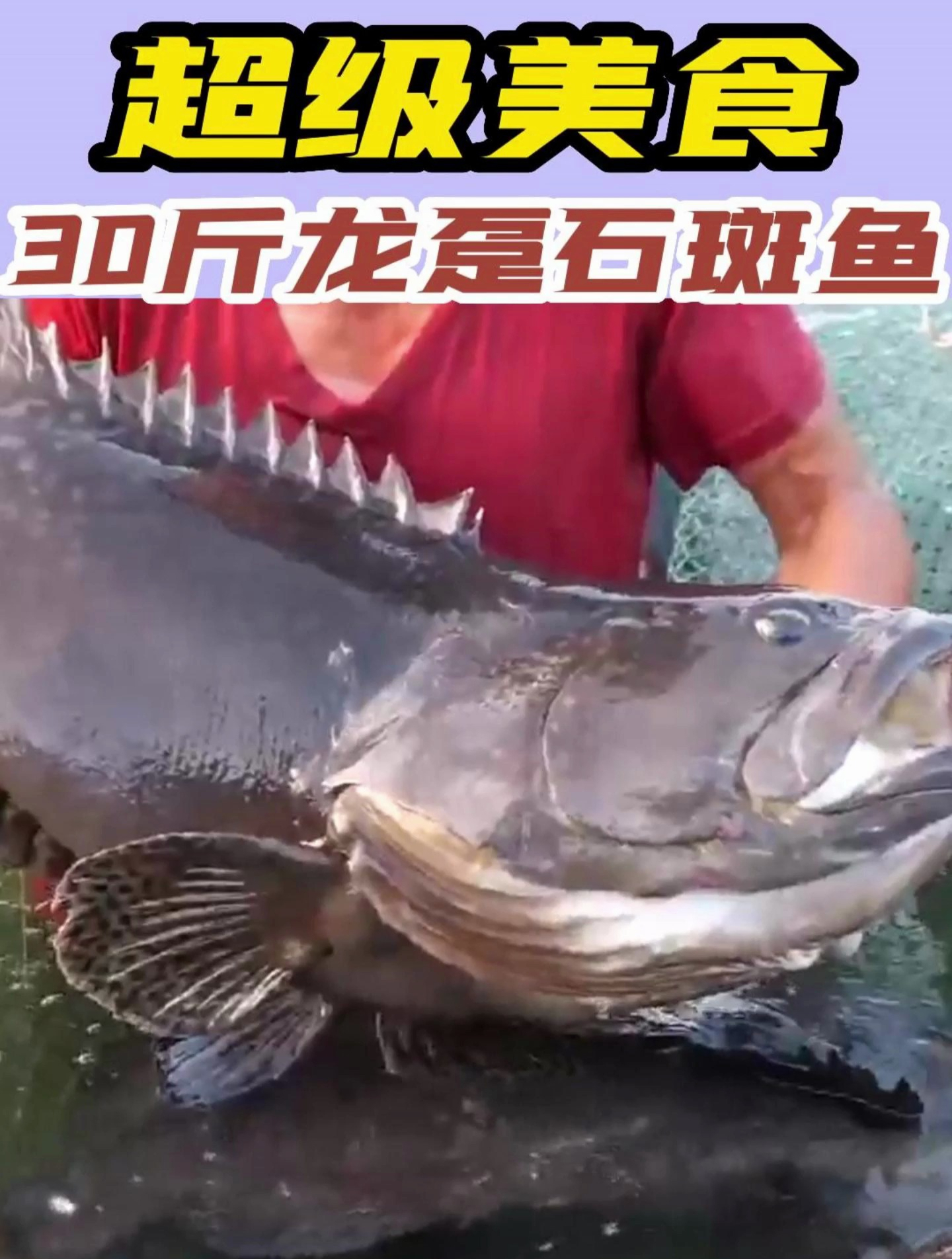 超级美食:30斤重的龙趸石斑鱼 野生海鲜 石斑鱼 龙趸