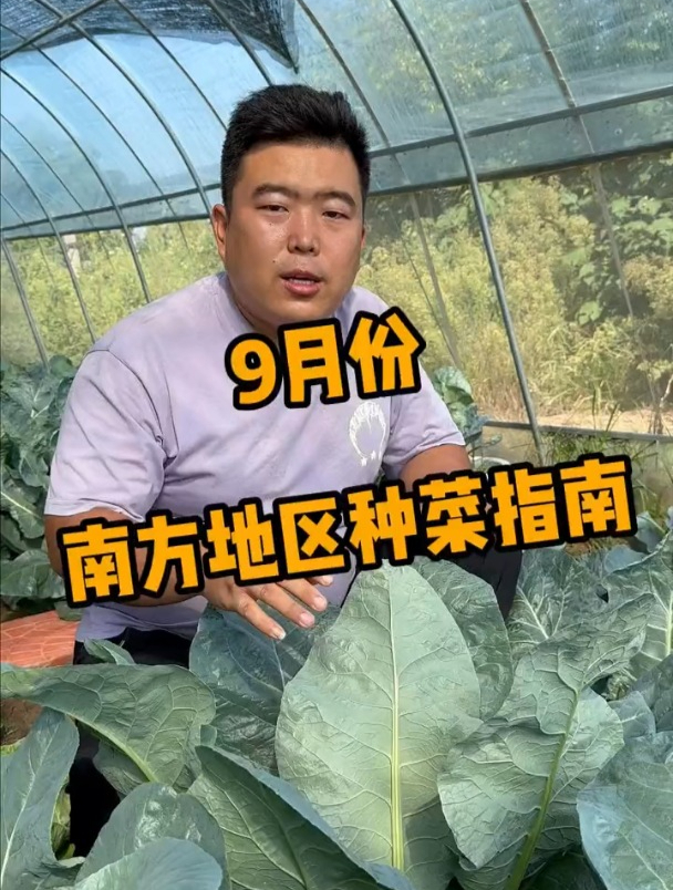 九月南方地区可以种的蔬菜,错过可能后悔一个冬!