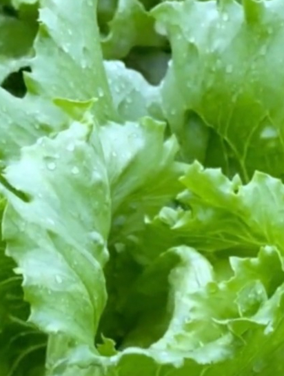阳台种结球生菜,如何才能可持续收菜?这几招就够!