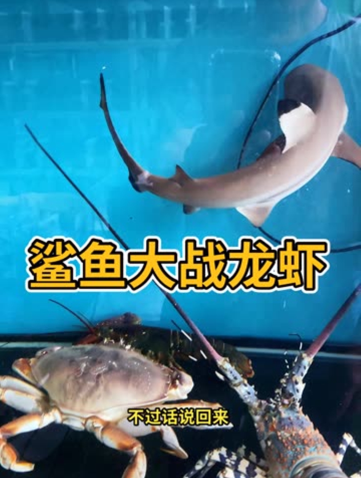 鲨鱼大战锦绣龙虾