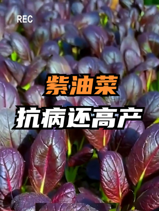 油菜中的皇家贵族“紫油菜”,含丰富维生素和钙,保卫健康还高产