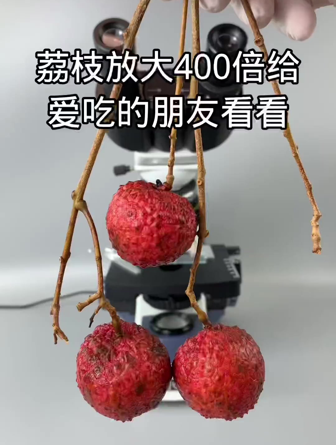 荔枝有哪些营养呢？