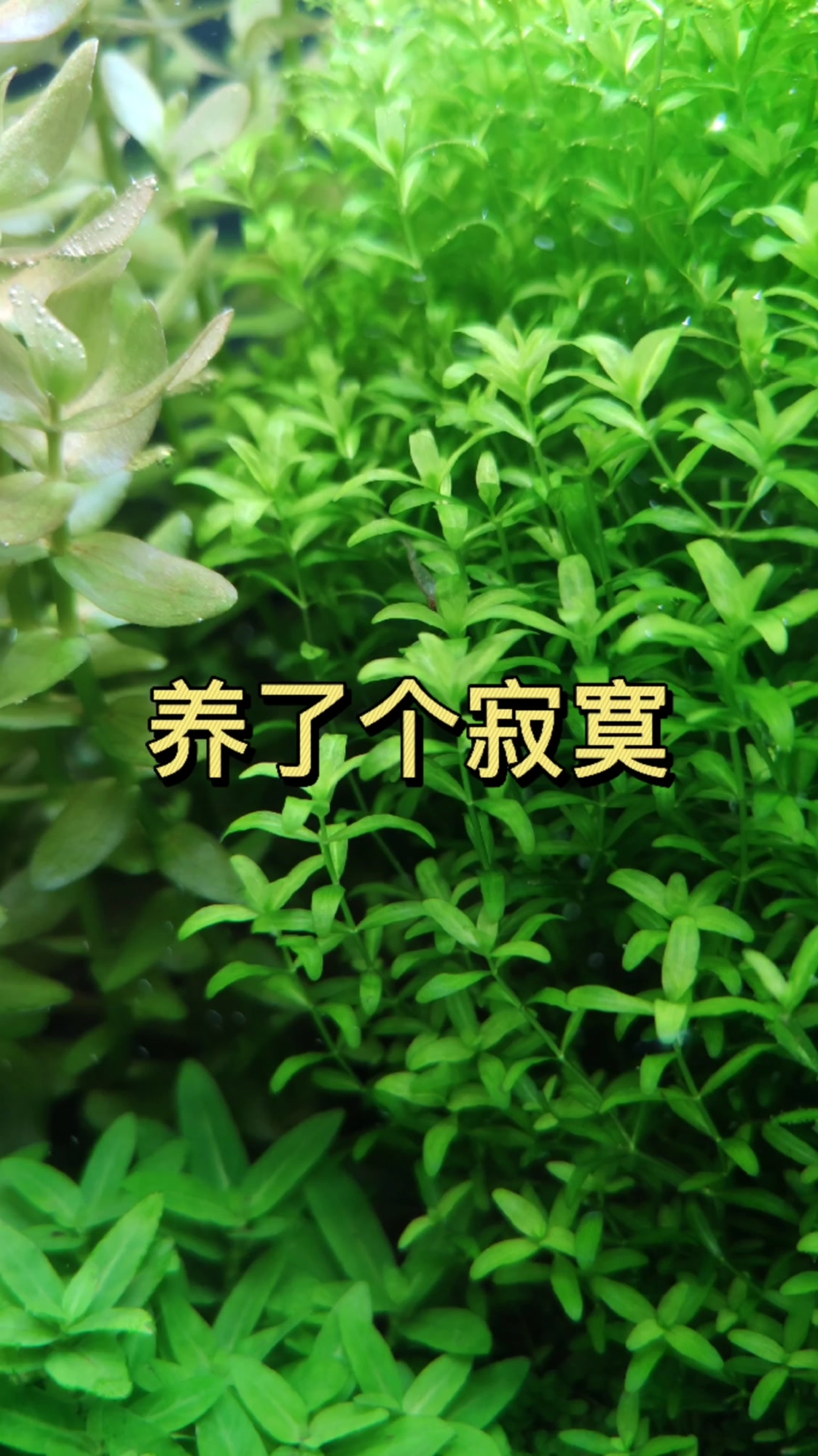 帝王灯鱼太凶,其他鱼都躲在水草里,养了个寂寞