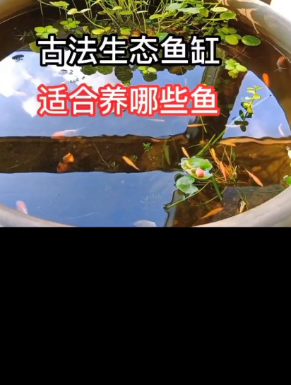 古法生态鱼缸适合养哪些鱼?原来有这么多可以养的,冷热水都有