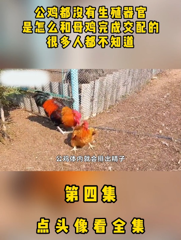 公鸡都没有生殖器官,是怎么和母鸡完成交配的?很多人都不知道