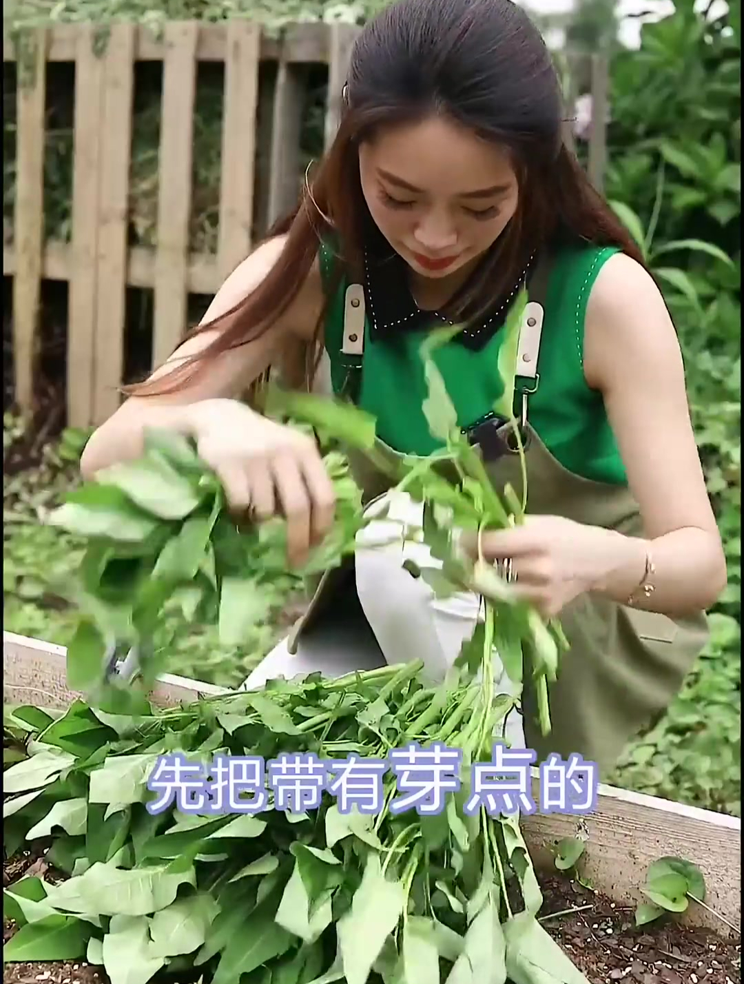 手把手,保姆式教你扦插——通菜,空心菜