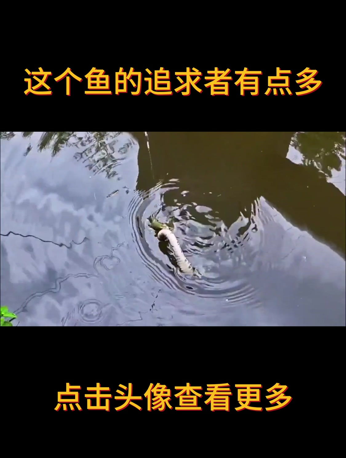 这个鱼的追求者有点多