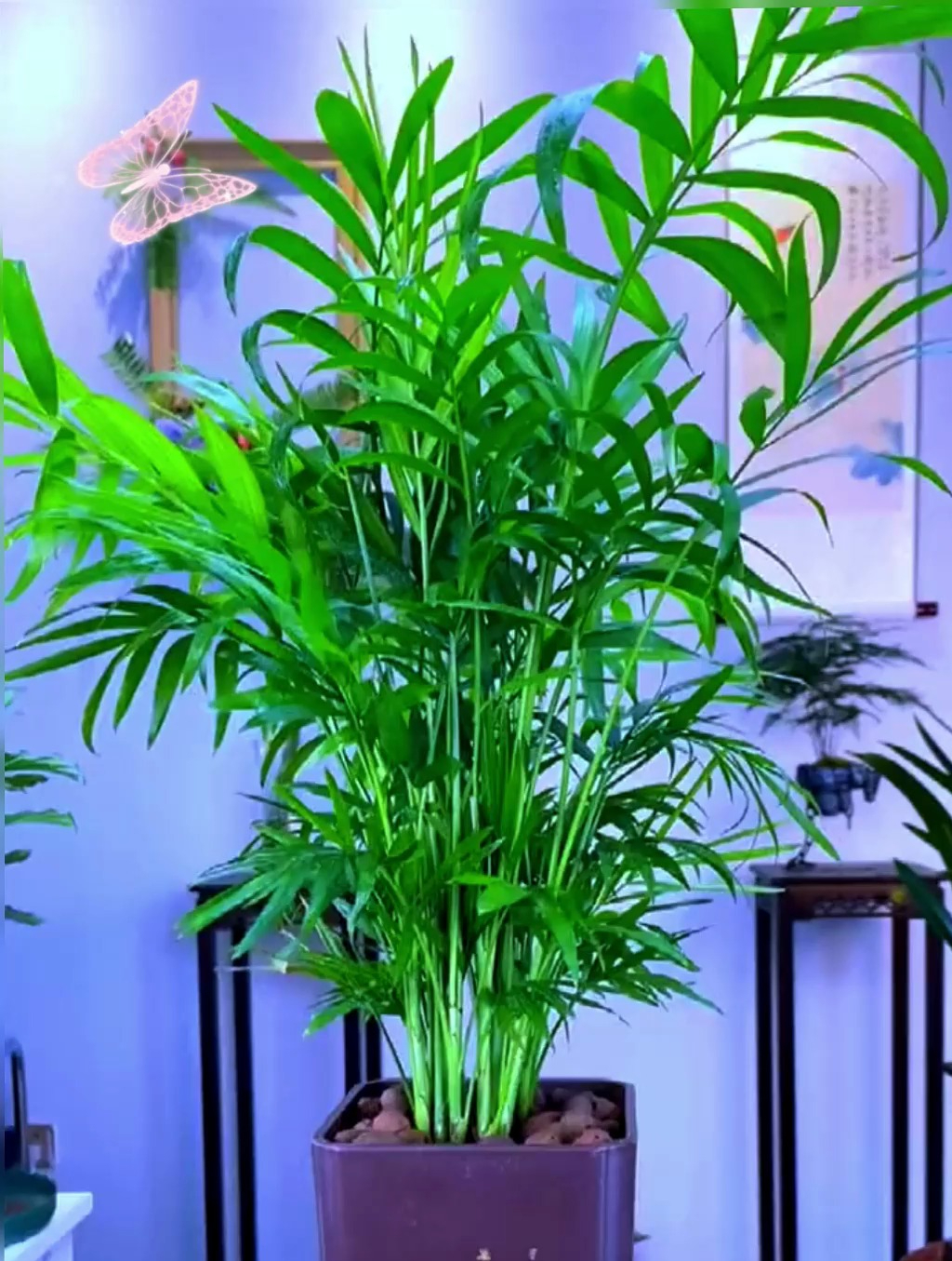养绿植就养“散尾葵”,还能净化空气,寓意八方来财,四面腾达!