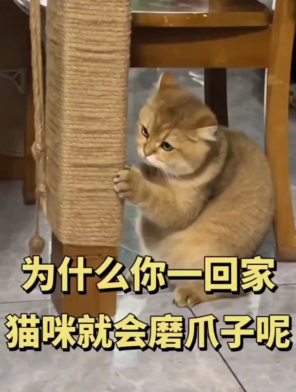 猫咪一见你就磨爪子,这是爱你的表现,你家猫喜欢在哪里磨爪子呢