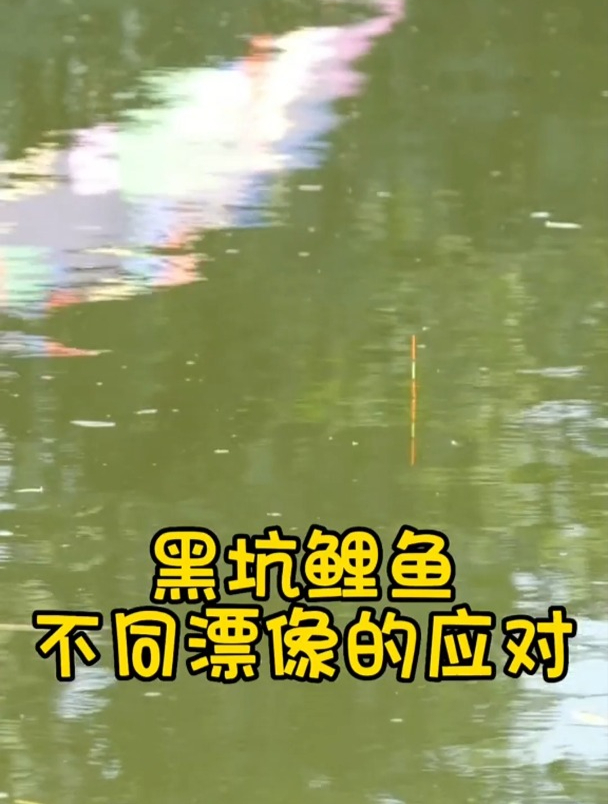 黑坑鲤鱼不同漂相的应对
