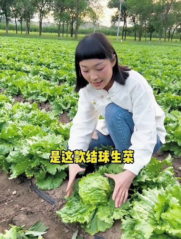 结球生菜种植全过程,你都了解多少?它和普通生菜有什么不同?