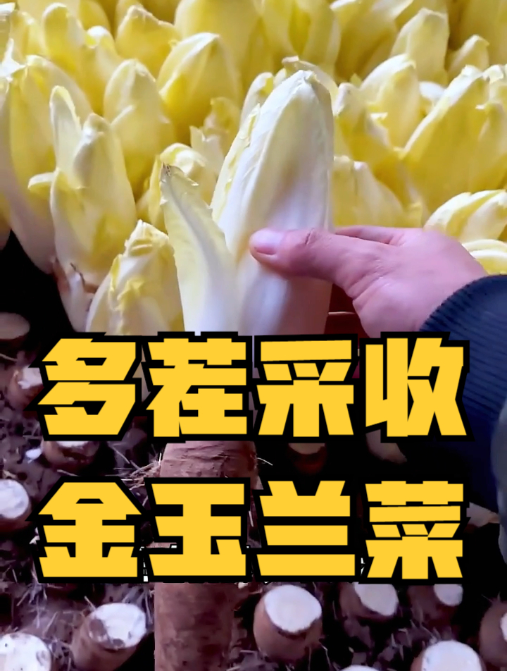 金玉兰菜走红,全因长相酷似“娃娃菜”?网友:这不就是白菜心吗