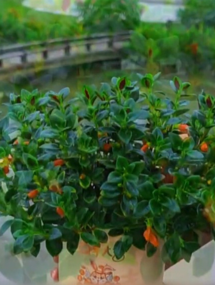 “金鱼吊兰”寓意生生不息,年年有余常年枝繁叶茂,生机勃勃!