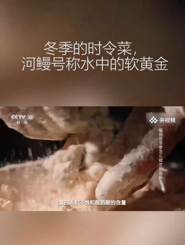 号称软黄金鳗鱼,是冬季的时令食材,有绝佳的营养价值