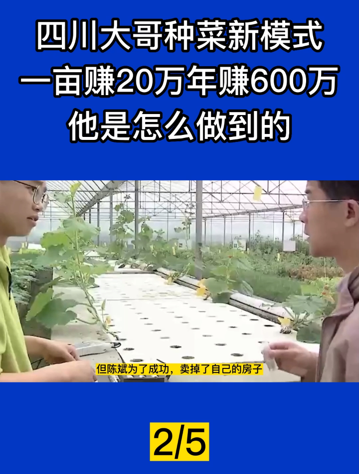 四川大哥种菜新模式,一亩赚20万年赚600万,他是怎么做到的!2