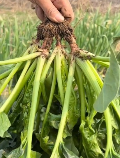 种植大叶菠菜非常简单,掌握这个技巧,叶片肥嫩,出苗快!