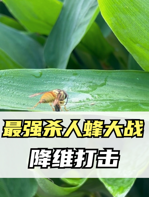最强杀人蜂大战降维打击,昆虫界的扛把子被按在地上摩擦!