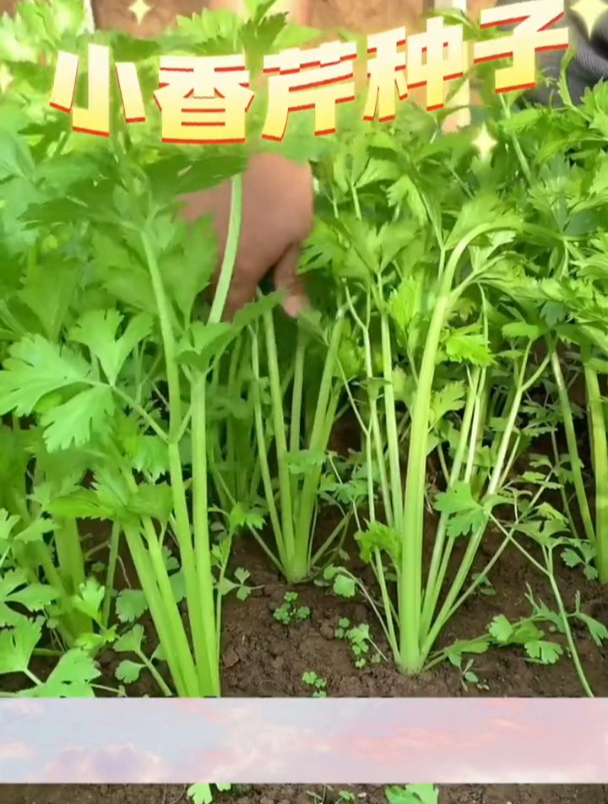 秋季播种芹菜,最好选用新种子,发芽率更高,高产的前提