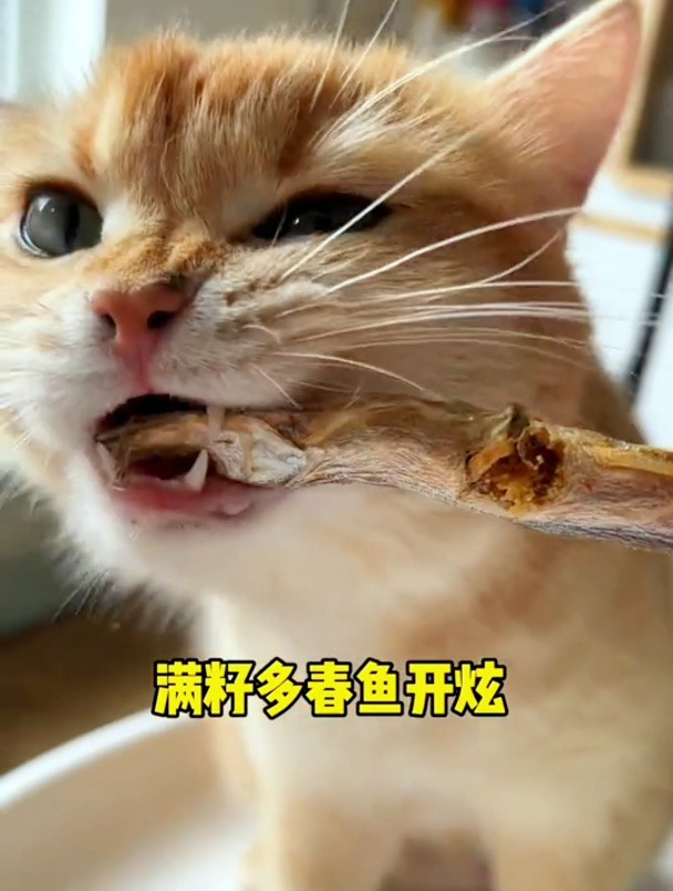 猫咪太爱吃小鱼干了,一天炫一条