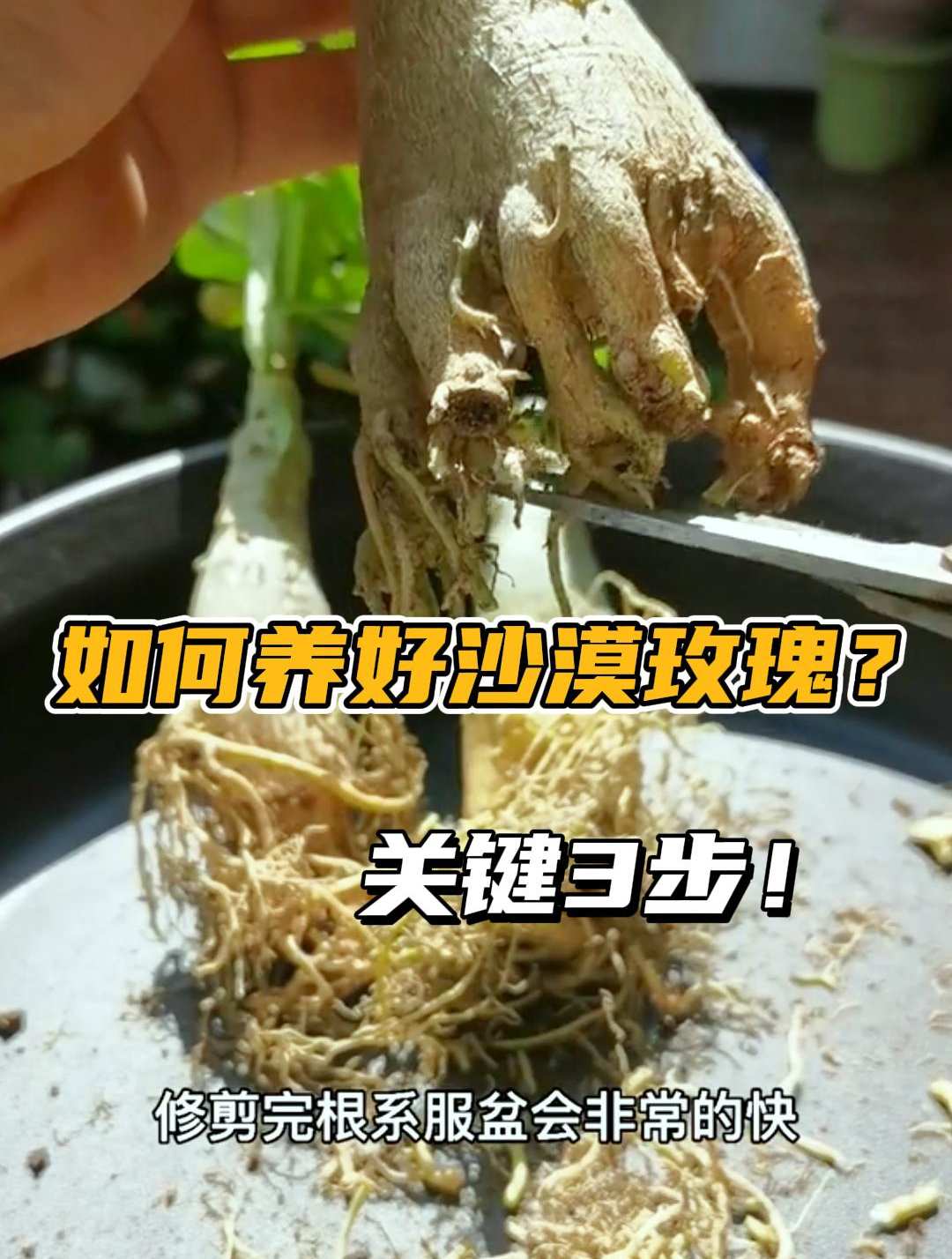 养沙漠玫瑰,1定少不了这“3剪”!长成“老桩”开花比玫瑰还好看