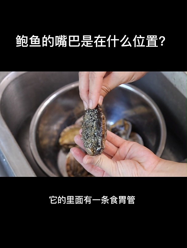 鲍鱼的嘴巴是在什么位置?