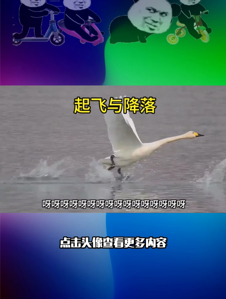白天鹅的起飞与降落!
